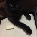 とっても人懐こくて、長毛の可愛い黒猫ちゃんです！