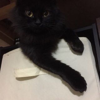 とっても人懐こくて、長毛の可愛い黒猫ちゃんです！