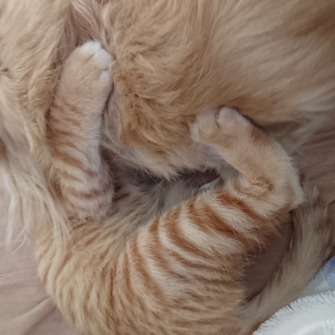 たまにワンコお兄ちゃんとプロレスごっこ。お兄ちゃんの方がキャン！と言うことも(^-^;