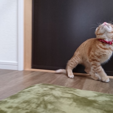 上方にあるものをねらって………