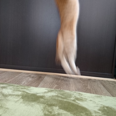 ビョーンとジャンプ