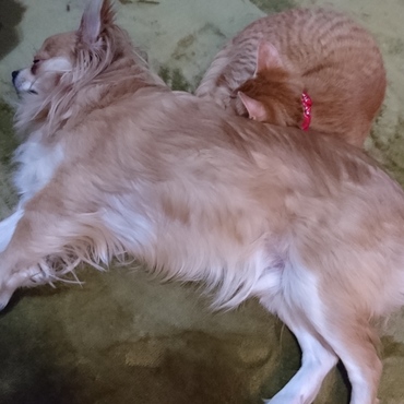 ボクもお兄ちゃんを枕がわりに寝ちゃおう♪