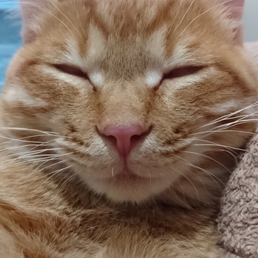 眠いけど遊びたいけど眠い……