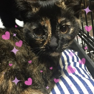 丸顔さび猫♡みよちゃん＊