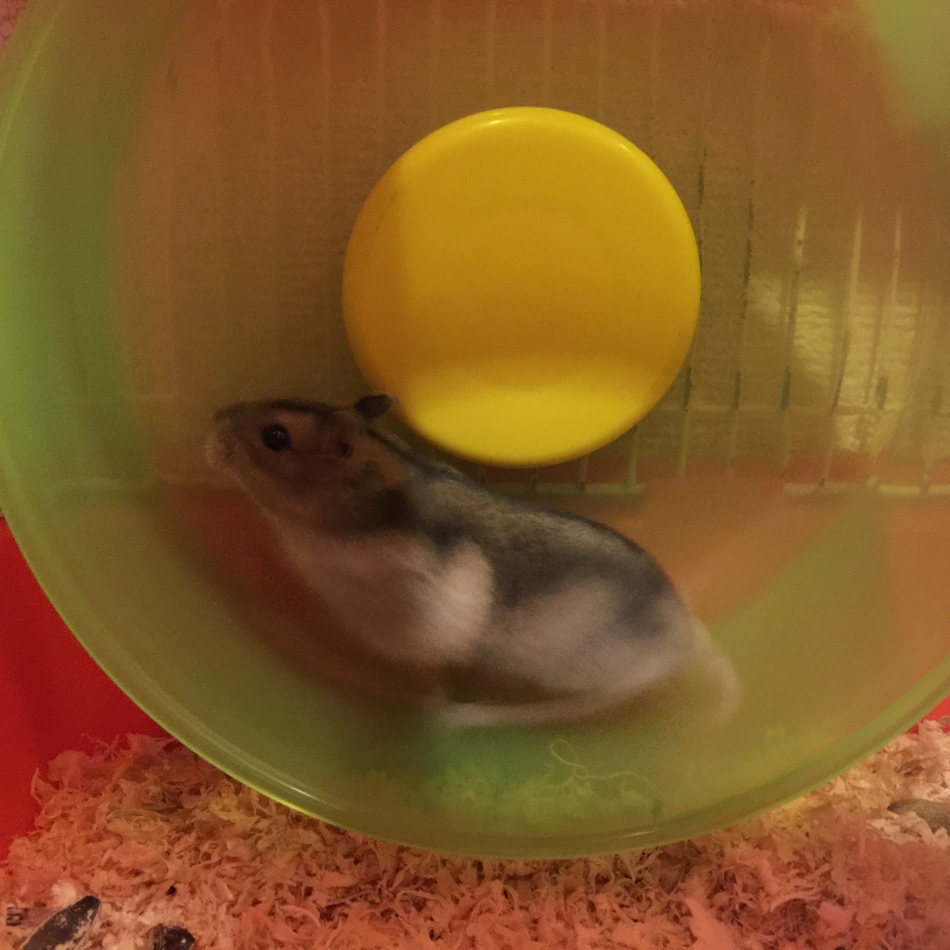 ハムちゃんずのカバー写真
