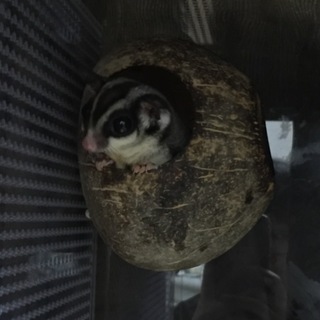 かわいがってくれる方っ！里親募集中です。