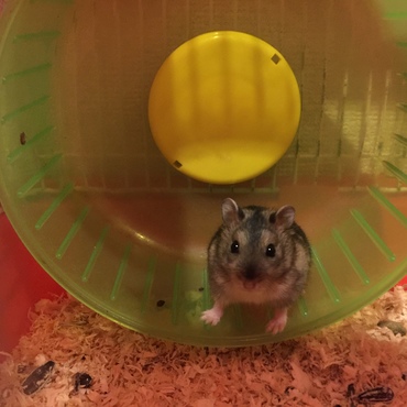 メス