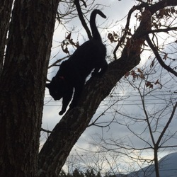 「爪研ぎポールで木登り気分♪」サムネイル3