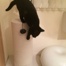 「爪研ぎポールで木登り気分♪」サムネイル2