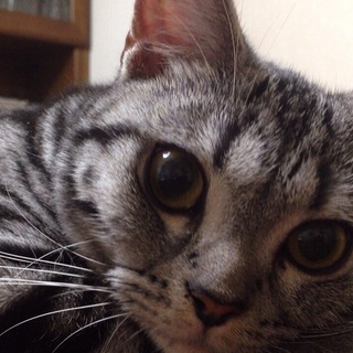 アメショ２歳半 雄雌 避妊済み　飼い主死去のため