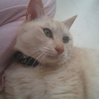 草食男子の琥珀(こはく)甘えん坊のイケメンです！