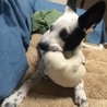 しんいちろうzさん