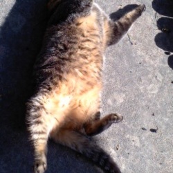 ねこさと～nyamuzucompany「里親会」