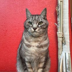 ねこさと～nyamuzucompany「里親会」 サムネイル2