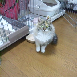 ねこさと～nyamuzucompany「里親会」 サムネイル3