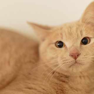 ミルクティカラーの美しいロマ君＊里親決定