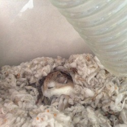 うとうとママハム