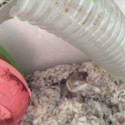 「うとうとママハム」サムネイル2