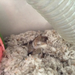 「うとうとママハム」サムネイル3