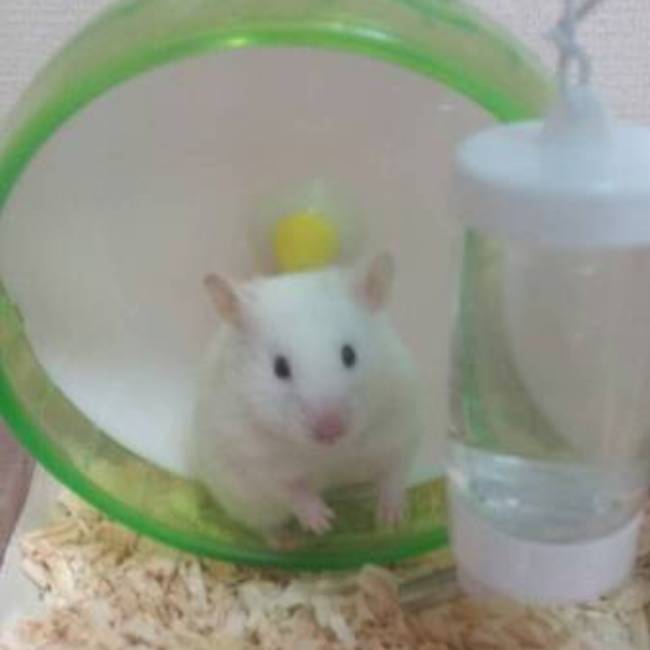 ぺったんまゆおのカバー写真