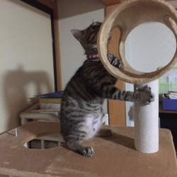念願のタワーがやって来た‼︎