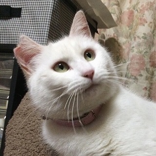 超甘えん坊♡とろろちゃん