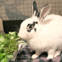 保護うさぎ：つかさ君♂７月生まれ去勢済
