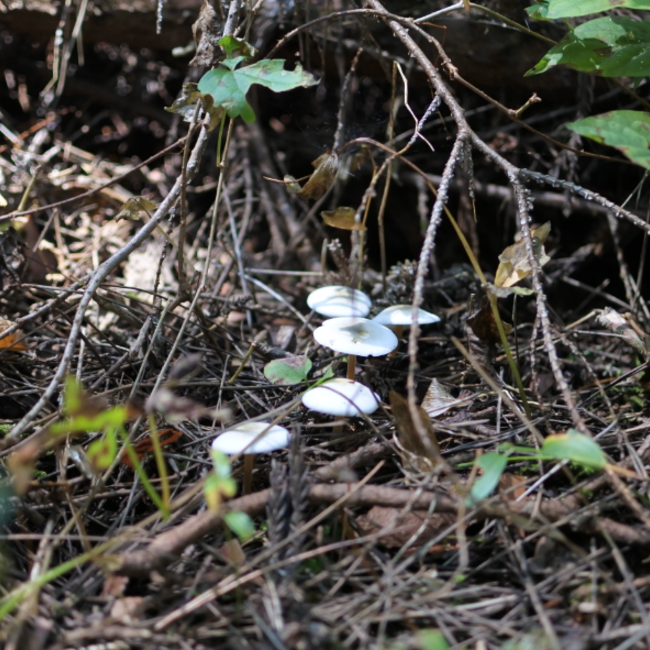 Fuyutsuguのカバー写真