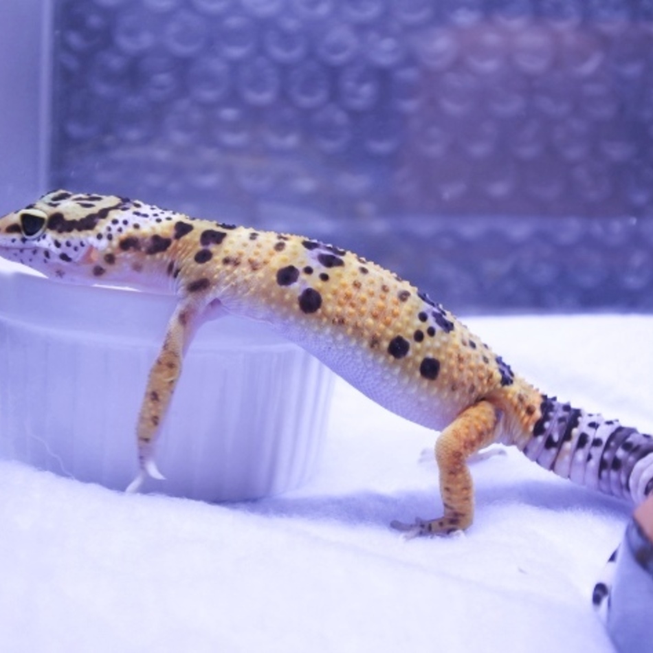 ハイイエローのカバー写真