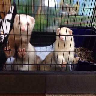 ３歳になる元気で可愛い♂♀です