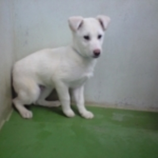 びびりな白女の子です。