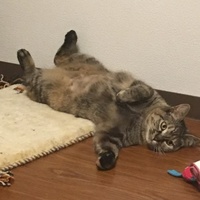 あかり