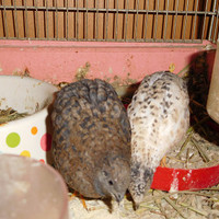 しろちゃん　くろちゃん