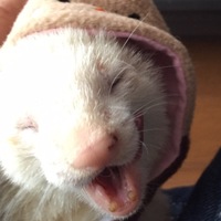 ゆず