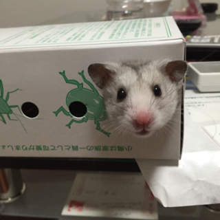 大切に育ててくれる方募集します！