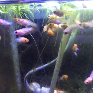 ベタ&稚魚2匹〜モーリは里親決まりました