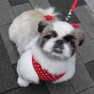 ペキニ－ズの女の子.８歳。