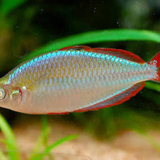 熱帯魚譲ります