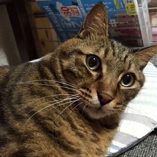 甘えた巨大児くん里親募集！