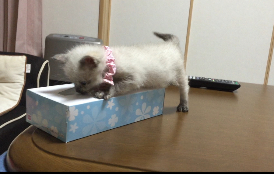 るぴ