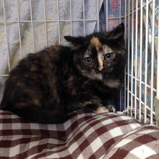 3ヶ月　可愛いサビの女の子　木々ちゃん