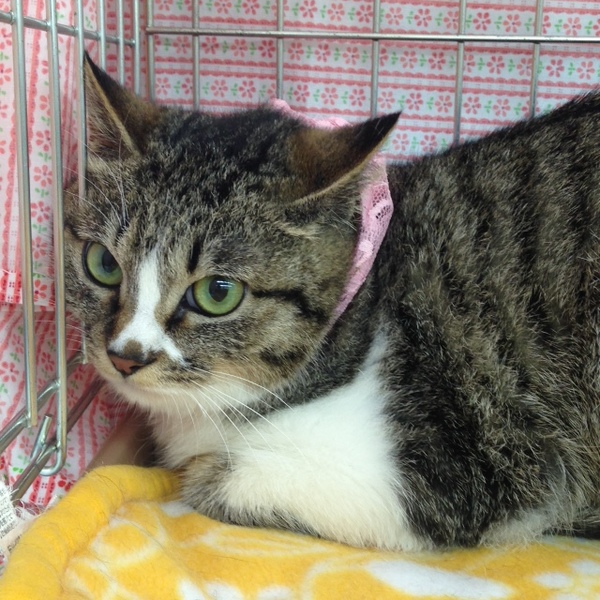 丸顔キジ白 空美ちゃん 4ヶ月」東京都 - 猫の里親募集(100029 