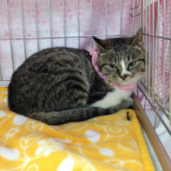 丸顔キジ白 空美ちゃん 4ヶ月」東京都 - 猫の里親募集(100029 