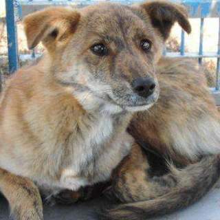 大型犬穏やかな仔犬女の子　里親募集