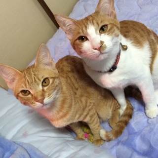 天真爛漫な姉妹猫！