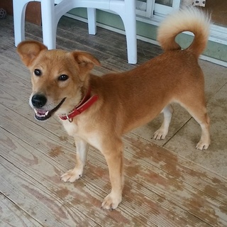 おっとり系ちゃちゃ丸君