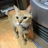天真爛漫な姉妹猫！ サムネイル4