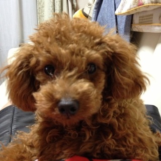 トイプードル ♂ 仕事の都合上返事が遅れています