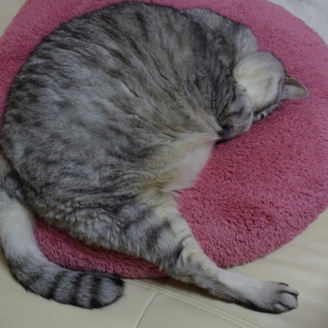 あいこさばこまちのカバー写真
