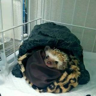 ハリネズミくん新しい家族が見つかりました！